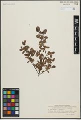 Foto von Salix arbuscula L. x Salix herbacea L.
